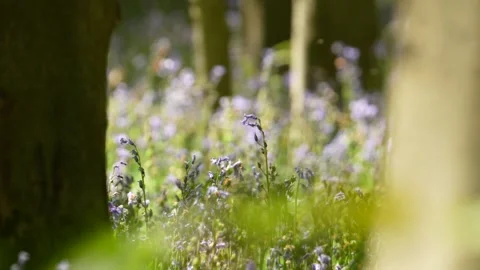 Golden Backlit Wildflower Stems Glowing at Sunset in Hallerbos Forest Meadow Stock Footage 345549822