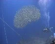 Golden baitball 2 SD Footage