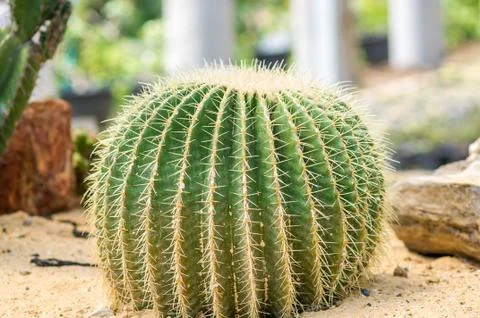 Golden ball cactus Stock Photos