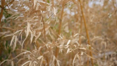 Golden Bamboo blowing in the wind on Spring Day - Filler Shot Stock Footage 305356547