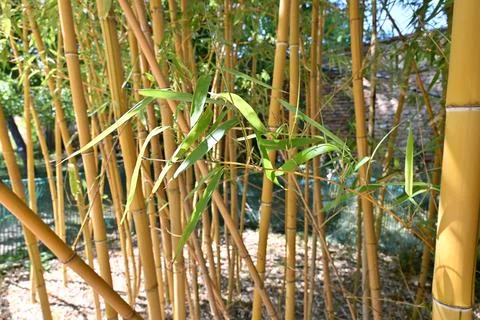Golden Bamboo Stems and Green Leaves in Garden Stock Photos