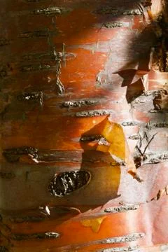 Golden Bark Stock Photos