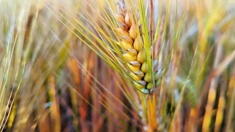 Golden Barley Ears and Soft Natural Movement in Summer Grain Field Stock Footage 334736203
