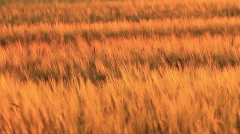 Golden Barley Field Stock Footage 32209988