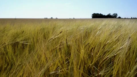 Golden Barley Field Stock Footage 317926928