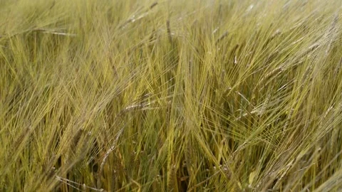 Golden Barley Field Stock Footage 317926929