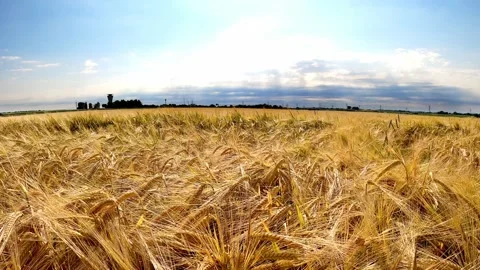 Golden barley field in the wind Stock Footage 132967973