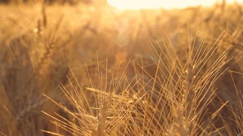 Golden Barley Field. Zoom Out Dolly Move. Stock Footage