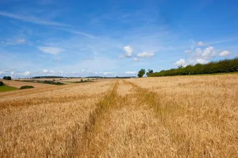 Golden barley fields Stock Photos