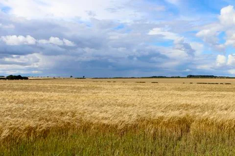 Golden barley fields Stock Photos