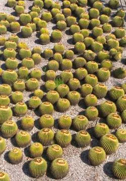 Golden Barrel Cactus Background Pattern — Echinocactus Grusonii. Stock Photos