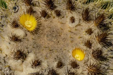 Golden barrel cactus closeup with sharp spines and dried flower crown macro s Stock Photos