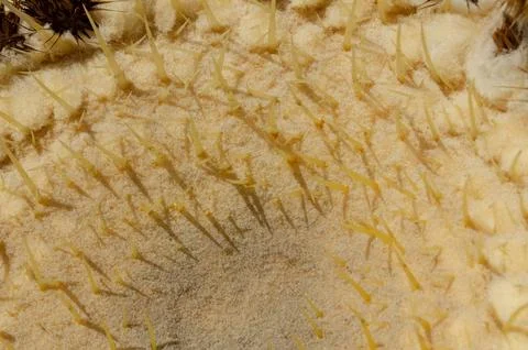 Golden barrel cactus closeup with sharp spines and dried flower crown macro s Stock Photos
