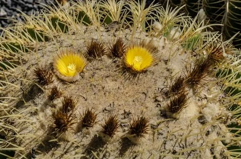Golden barrel cactus closeup with sharp spines and dried flower crown macro s Foto stock