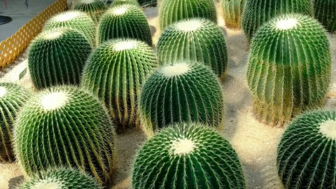 Golden Barrel Cactus Stock Footage 81646711