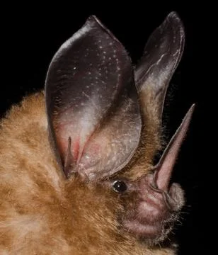 The golden bat Stock Photos