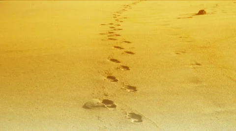Golden Beach Stock Footage 397677