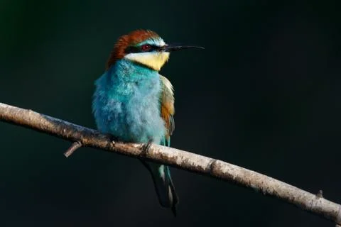 A Golden bee eater sits on a branch on a dark background Stock Photos