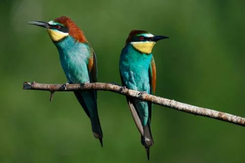 A Golden bee eater sits on a branch on a green background Stock Photos