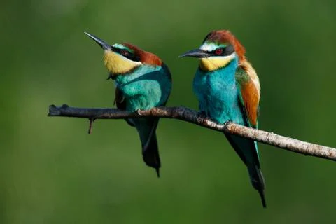 A Golden bee eater sits on a branch on a green background Stock Photos