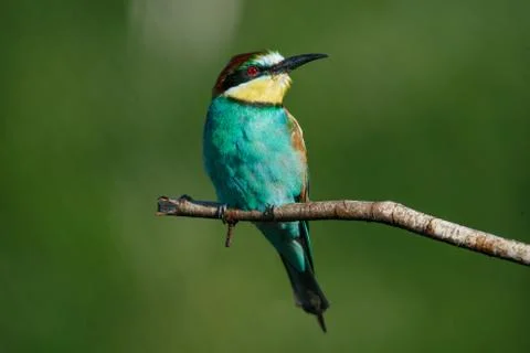 A Golden bee eater sits on a branch on a green background Stock Photos