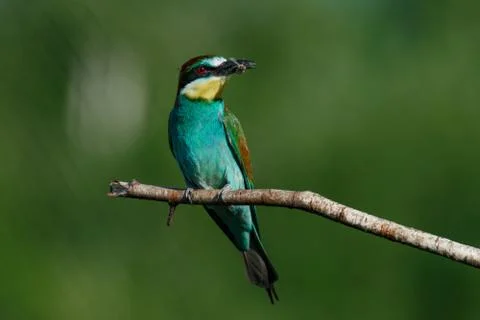 A Golden bee eater sits on a branch on a green background Foto stock