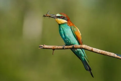 A Golden bee eater sits on a branch with its prey Foto stock