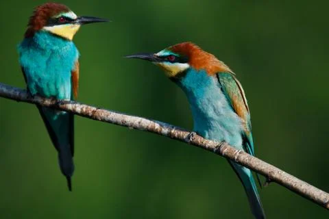Golden bee-eater sitting on a branch Stock Photos