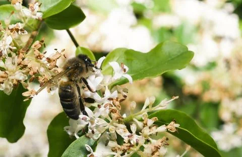 Golden Bee Stock Photos