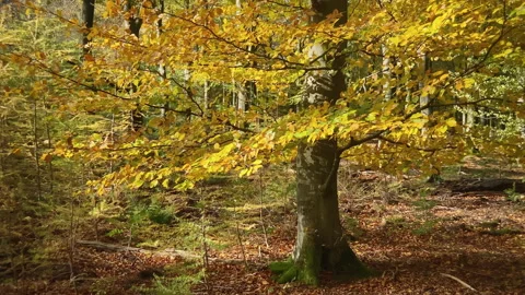 Golden beech tree leaves at fall in the forest moved by the wind. Stock Footage 212540185