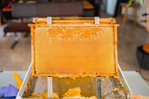 Golden Beehive Frame Placed on a Decapping Tray Stock Photos