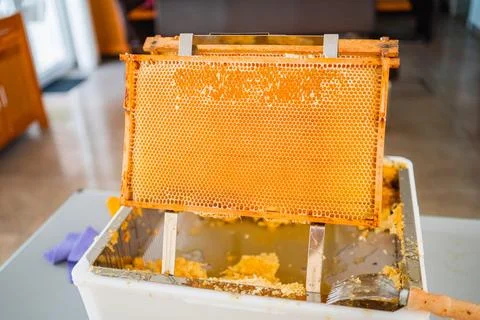 Golden Beehive Frame Placed on a Decapping Tray with a Capping Scratcher Du.. Stock Photos