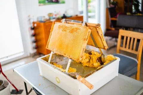 Golden Beehive Frame Placed on a Uncapping Tray During Beekeeping Honey Harve Stock Photos