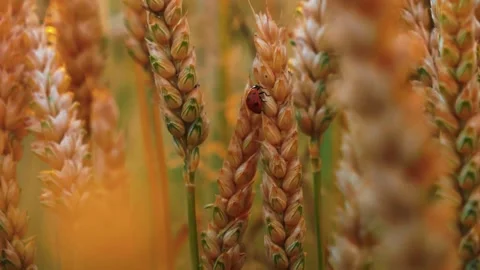 Golden Beetle - Close-Up Macro View of a Ladybug on Wheat Stalk Video stock 343805247