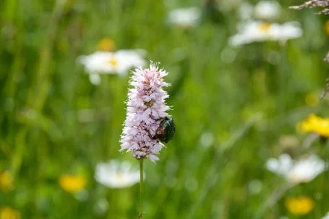 Golden beetle on a meadow - knotweed Stock Photos