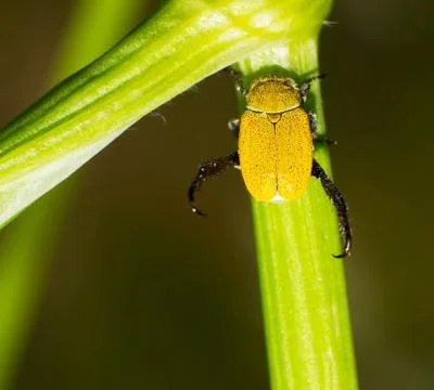 Golden beetle Foto stock