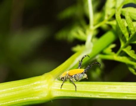Golden beetle Stock Photos