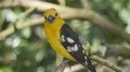 Golden-bellied Grosbeak bird sitting close up on sunny branches 4k or 4k+ Resolution