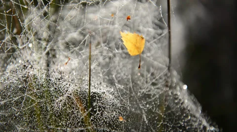 Golden birch leaf in spider web with pan Stock Footage 29663168