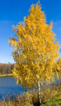 Golden birch Stock Photos