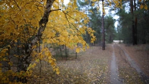 Golden birch tree in a forest, quiet autumn outdoor scene Stock Footage 117166568