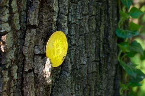 Golden bitcoin on wood background Stock Photos