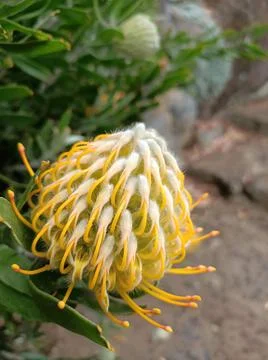 Golden bloom Stock Photos