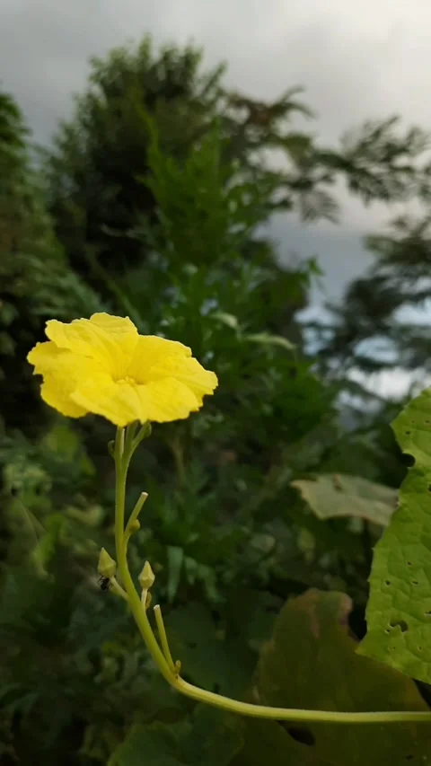 Golden bloom of sunshine. Video stock 282453613