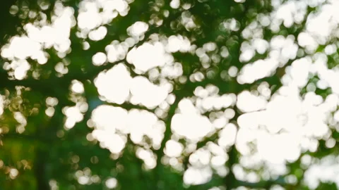 Golden bokeh sunlight filtering through green tree branches Stock-Footage 343380293