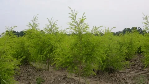 Golden Bottle Brush Video stock 334000384