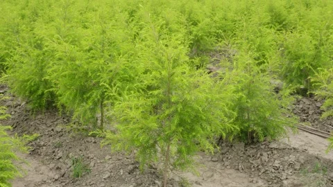 Golden Bottle Brush plants Stock Footage 334000140