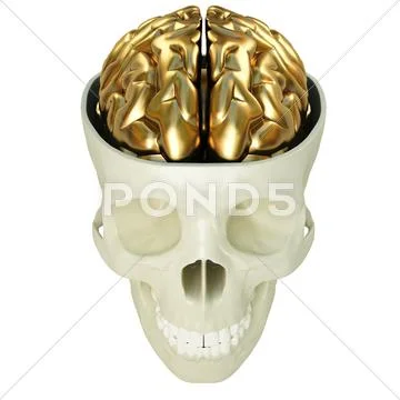 Golden brains Stock Illustration