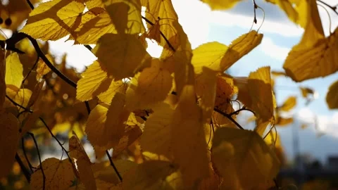 Golden branches of birch gently swaying in wind with bright sunlight at backgrou Stock Footage 344040650