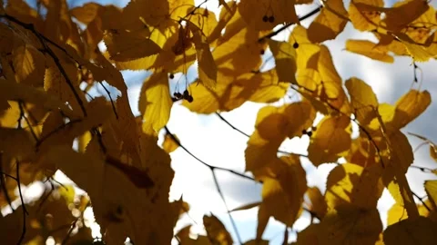 Golden branches of birch gently swaying in wind with bright sunlight at backgrou Stock Footage 345263756